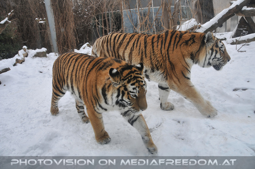 Tiger im Gleichschritt