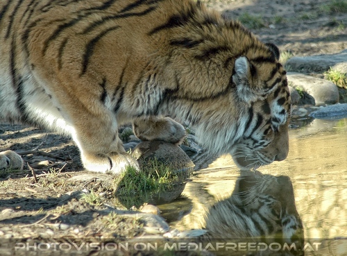 Sibirische Tiger 01