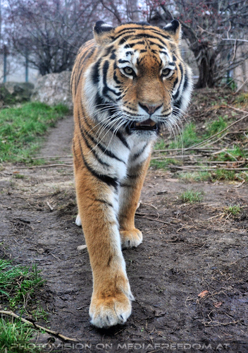 Sibirischer Tiger 03