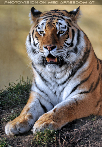 Sibirischer Tiger 04