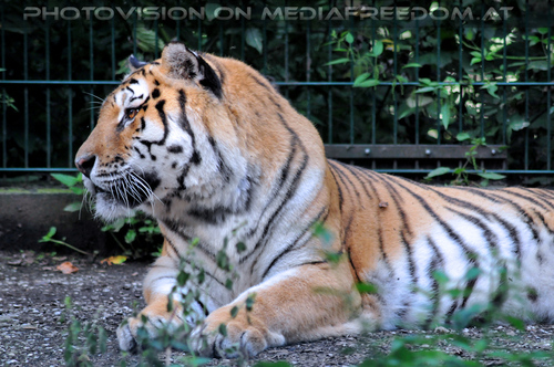 Sibirischer Tiger 08