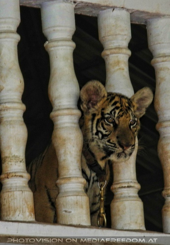 The B-Day of the Tigerman Pix 006