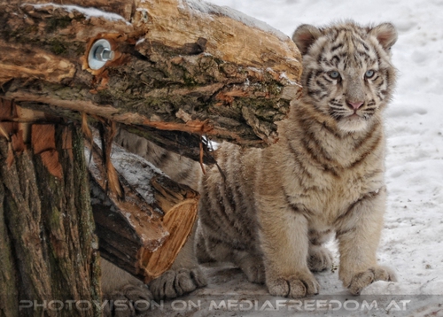 Winter dream - Pix 058