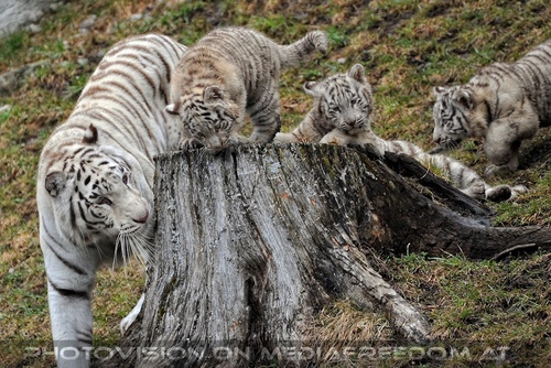 Die weissen Tiger Vierlinge 20
