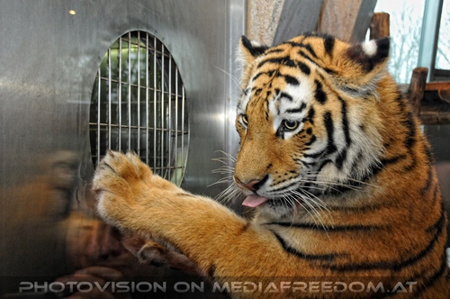 Wo ist mein leckeres Futter...: Sibirischer Tiger