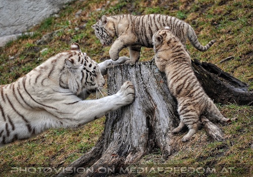 Die weissen Tiger Vierlinge 24