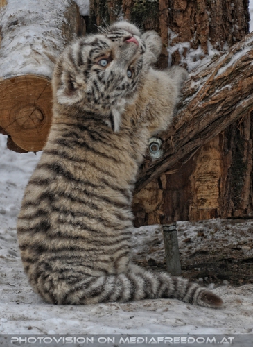 Winter dream - Pix 066