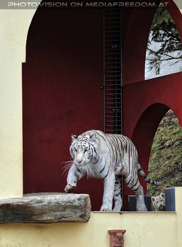 Die weissen Tiger Vierlinge 27