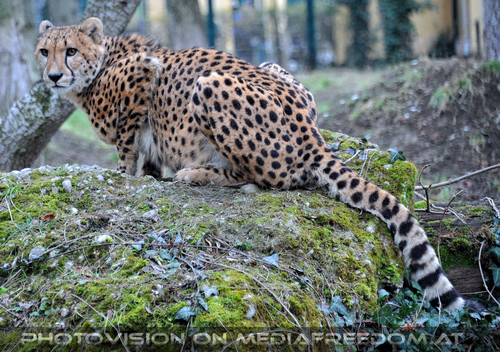 Gepard 2