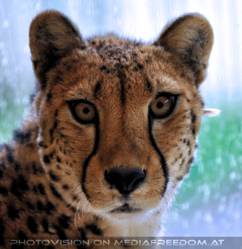 Gepard 6