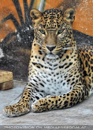Leopard
