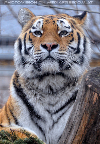 Sibirischer Tiger 01