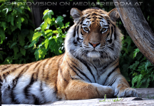 Sibirischer Tiger 04