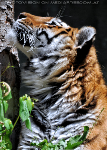 Sibirischer Tiger 09