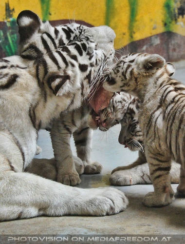 Mama mit 3 Babys: Weisse Tiger