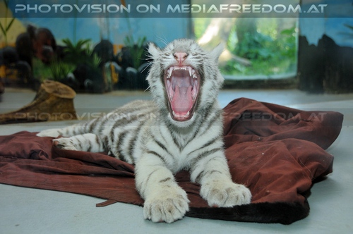 Shini-Aya - g��hn: Weisses Tigerbaby