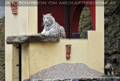 Die weissen Tiger Vierlinge 28