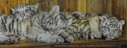 Winter dream - Pix 094: Wei�er Tiger