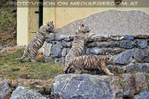 Die weissen Tiger Vierlinge 30