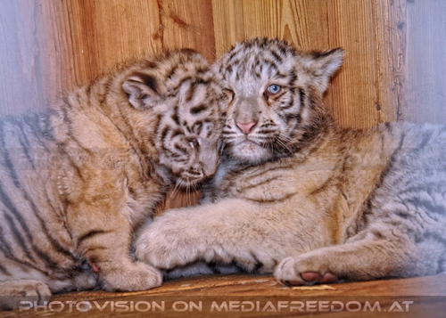 Winter dream - Pix 101