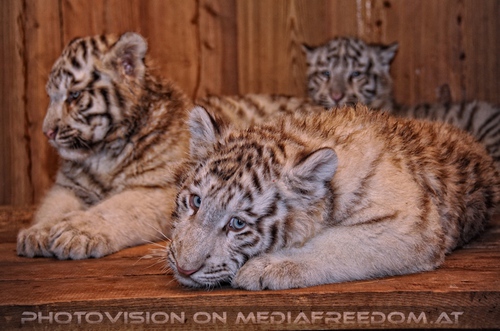 Winter dream - Pix 099