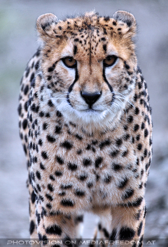 Gepard 1