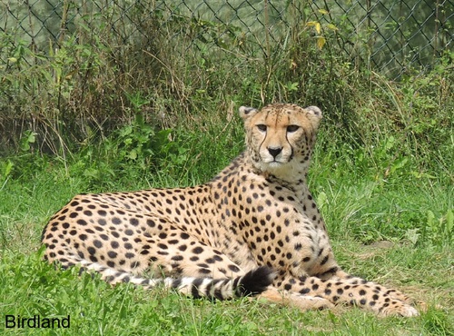 Gepard