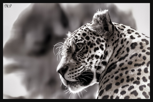 Leopard