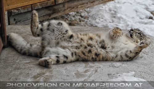 Winter dream - Pix 011