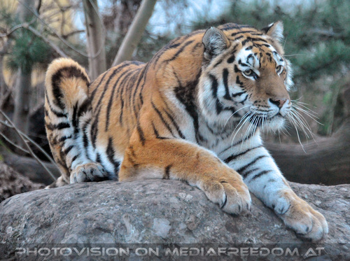 Sibirischer Tiger 08