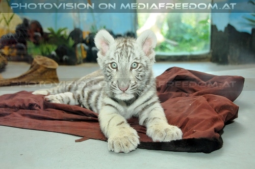 Shini-Aya - aufmerksam: Weisses Tigerbaby