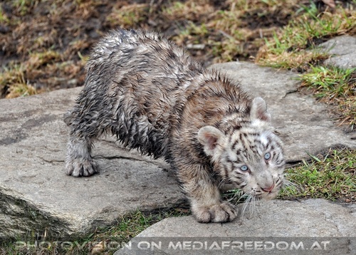 Die weissen Tiger Vierlinge 38