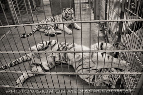 Winter dream - Pix 097