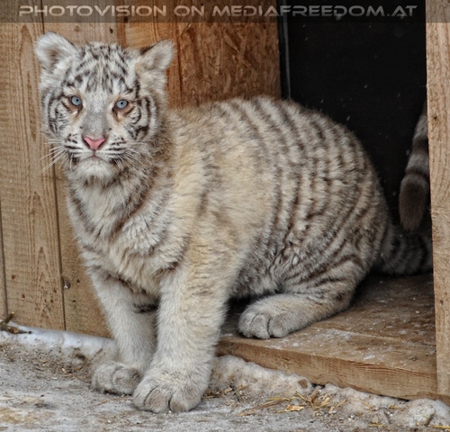 Winter dream - Pix 087: Wei�er Tiger