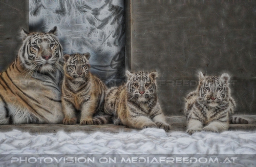 Winter dream - Pix 085: Wei�er Tiger