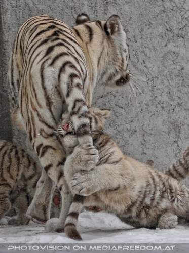 Winter dream - Pix 075