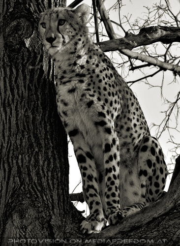 Gepard 5