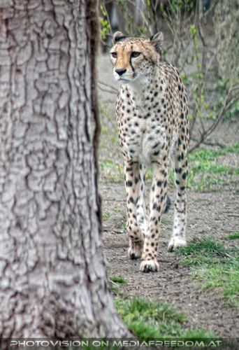 Gepard
