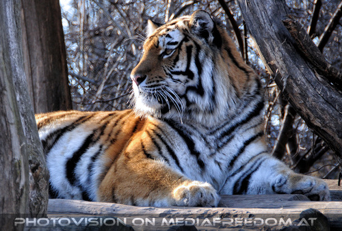 Sibirische Tiger 15