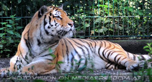 Sibirischer Tiger 05