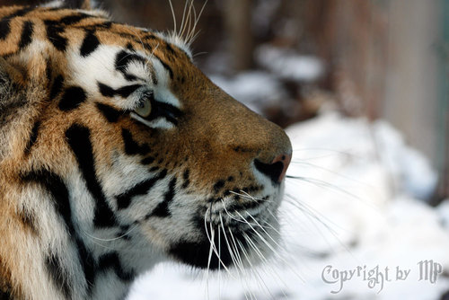 Sibirischer Tiger (Panthera tigris altaica)
