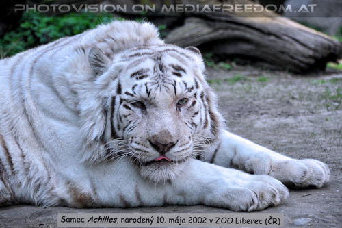 Wei�e Tiger 03: Achilles