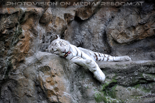 Wei�e Tigerfamilie 01: Achilles