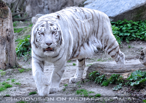 Wei�er Tiger 08: Achilles