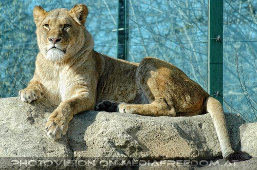 Afrikanische L�wen 03