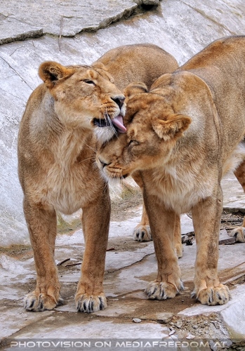 Afrikanische L�wen 09