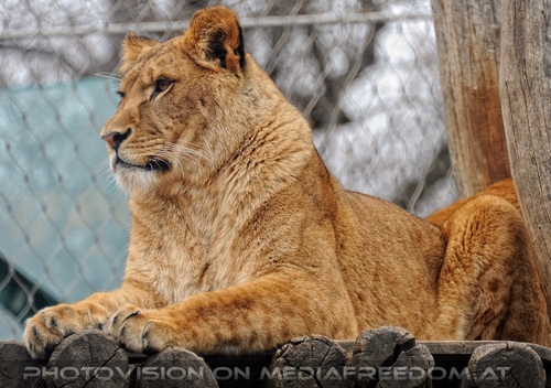 Afrikanische L�wen 1