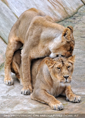 Afrikanische L�wen 11