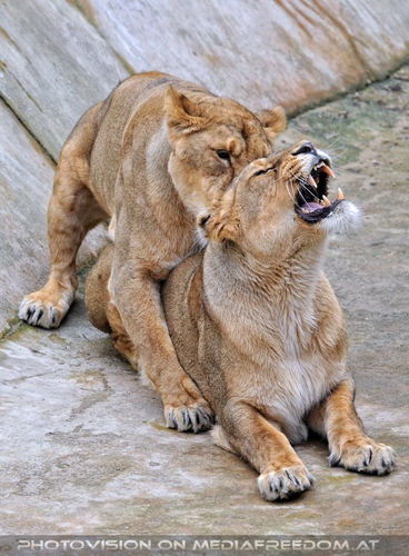 Afrikanische L�wen 13