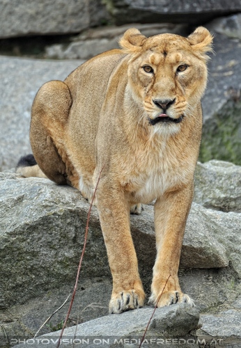 Afrikanische L�wen 14